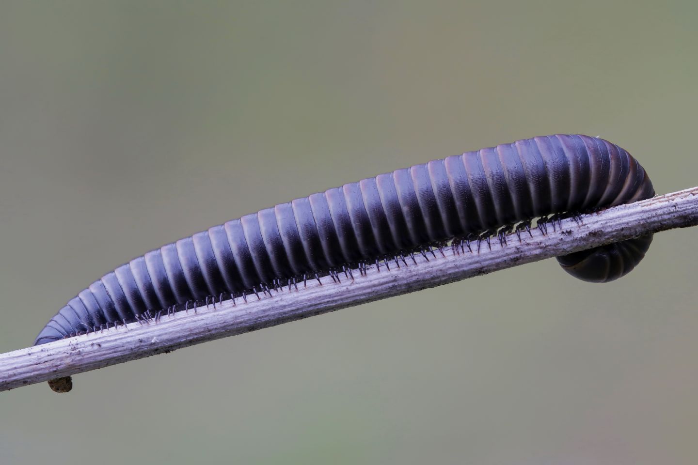 Julidae sp.